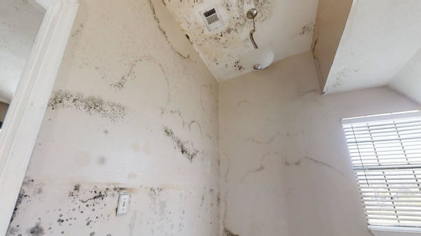 Best Post-Remediation Verification Testing  in Cologne, NJ