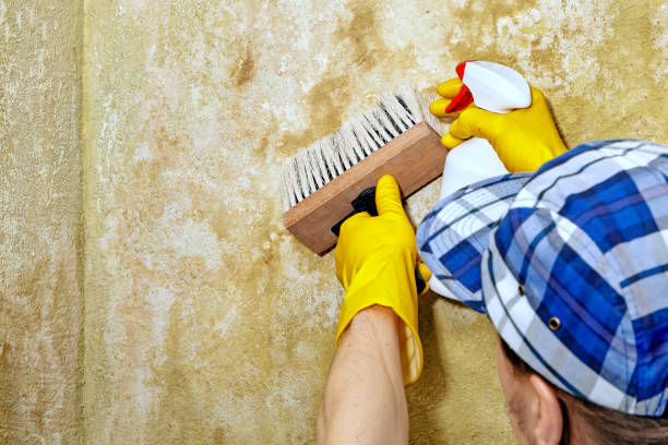 Mold Remediation for Rental Properties in Cologne, NJ