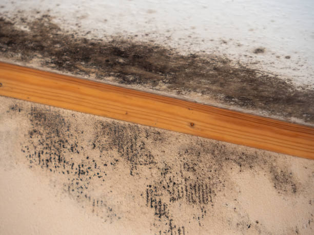 Best Mold Odor Removal Services  in Cologne, NJ