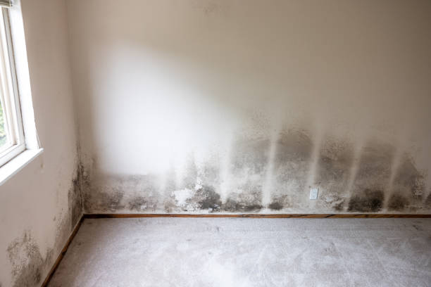 Best Airborne Mold Testing  in Cologne, NJ
