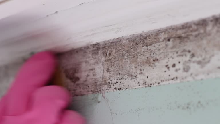 Best Commercial Mold Inspection  in Cologne, NJ